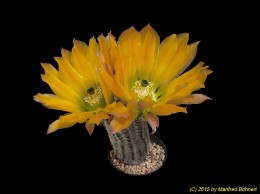 Echinocereus ctenoides Niess113 532